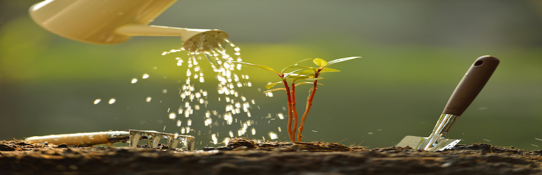 Sprout watered from a watering can