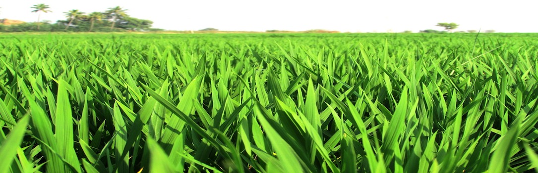 paddy-crop-265820_1280
